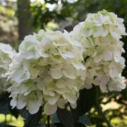 Fire Light® Panicle Hydrangea -Florist Shop hydrangea paniculata fire light 4 sw