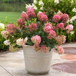 Fire Light® Panicle Hydrangea -Florist Shop hydrangea paniculata fire light 5 sw
