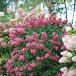 Fire Light® Panicle Hydrangea -Florist Shop hydrangea paniculata fire light 6 sw