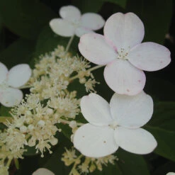 Little Quick Fire® Panicle Hydrangea -Florist Shop hydrangea paniculata quick fire 3