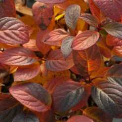 Little Quick Fire® Panicle Hydrangea -Florist Shop hydrangea paniculata quick fire 5