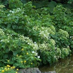 Climbing Hydrangea -Florist Shop hydrangea petiolaris 3 sw