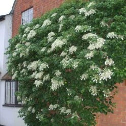 Climbing Hydrangea -Florist Shop hydrangea petiolaris 4 sw