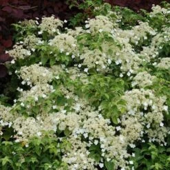 Climbing Hydrangea -Florist Shop hydrangea petiolaris 5 sw