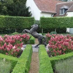 Pinky Winky® Panicle Hydrangea -Florist Shop hydrangea pinky winky 3