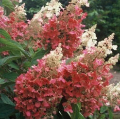 Pinky Winky® Panicle Hydrangea -Florist Shop hydrangea pinky winky 4