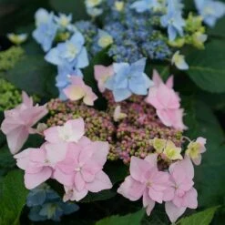 Hydrangeas For Small Spaces Collection -Florist Shop hydrangea tuff stuff ah ha 5