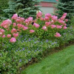 Vanilla Strawberry® Panicle Hydrangea -Florist Shop hydrangea vanilla strawberry 10