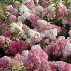 Vanilla Strawberry® Panicle Hydrangea -Florist Shop hydrangea vanilla strawberry 3