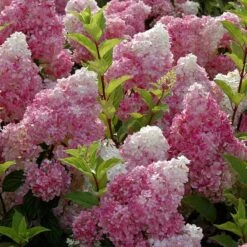 Vanilla Strawberry® Panicle Hydrangea -Florist Shop hydrangea vanilla strawberry 6