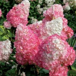 Vanilla Strawberry® Panicle Hydrangea -Florist Shop hydrangea vanilla strawberry 7