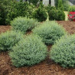 Blues Festival® St. John's Wort -Florist Shop hypericum blues festival 3 sw