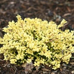 Brass Buckle® Japanese Holly