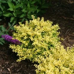 Brass Buckle® Japanese Holly 6 Brass Buckle® Japanese Holly -Florist Shop ilex brass buckle 3 sw