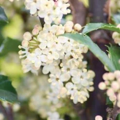 Castle Wall® Blue Holly -Florist Shop ilex castle wall 3 sw