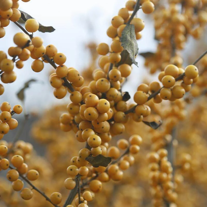 Berry Heavy® Gold Winterberry Holly 5 Berry Heavy® Gold Winterberry Holly - Image 5