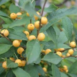 Berry Heavy® Gold Winterberry Holly 9 Berry Heavy® Gold Winterberry Holly -Florist Shop ilex verticillata berry heavy gold 2 aa81198c 24bb 4b32 877a 85fd13c13220 sw