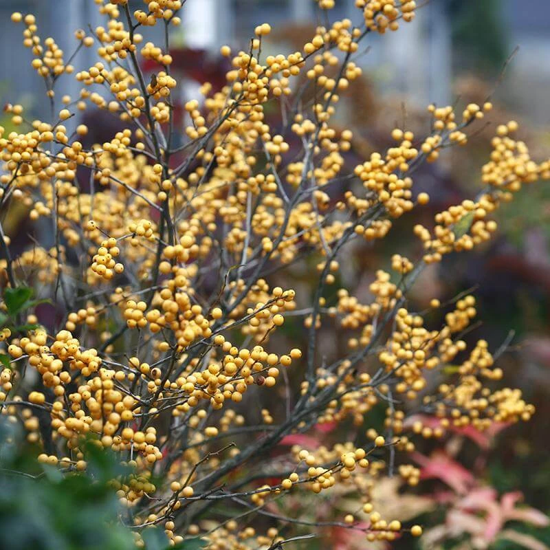 Berry Heavy® Gold Winterberry Holly 1 Berry Heavy® Gold Winterberry Holly