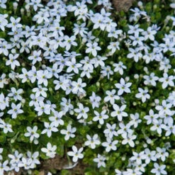 Blue Star Creeper (Isotoma Fluviatilis) -Florist Shop isotoma fluviatilis blue star creeper 3 66c66d61 795c 439c 8641 c7932832b4ff