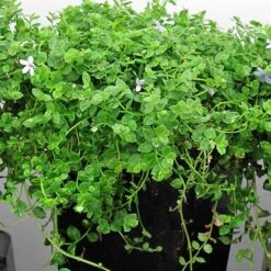 Blue Star Creeper (Isotoma Fluviatilis) -Florist Shop isotoma fluviatilis blue star creeper 4