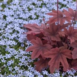 Blue Star Creeper (Isotoma Fluviatilis) -Florist Shop isotoma fluviatilis blue star creeper 6