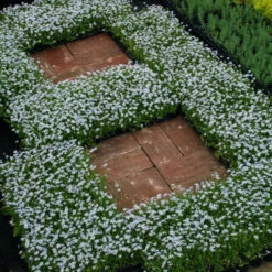 Blue Star Creeper (Isotoma Fluviatilis) -Florist Shop isotoma fluviatilis blue star creeper 8