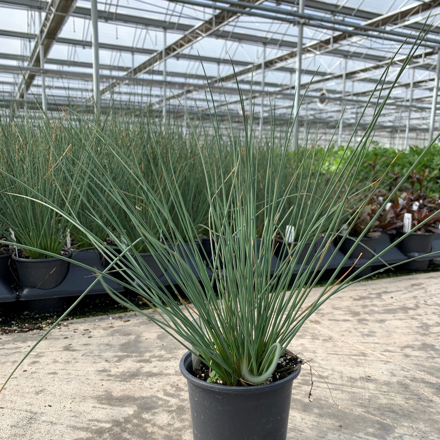 'Blue Arrows' Rush 2 'Blue Arrows' Rush - Image 2