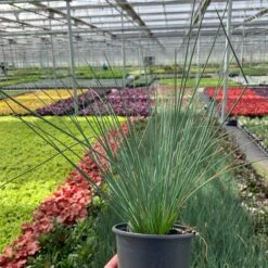 'Blue Arrows' Rush 10 'Blue Arrows' Rush -Florist Shop juncus blue arrows 5