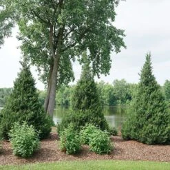 Gin Fizz® Juniper 8 Gin Fizz® Juniper -Florist Shop juniperus gin fizz 4 sw