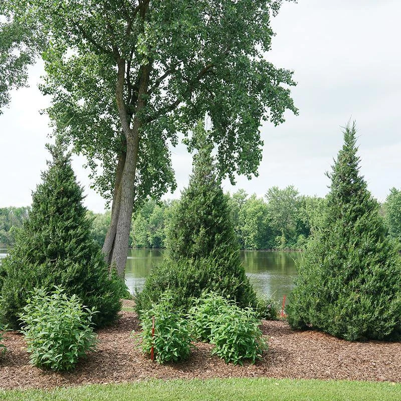 Gin Fizz® Juniper 4 Gin Fizz® Juniper - Image 4