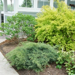 Montana Moss® Juniper -Florist Shop juniperus montana moss 3