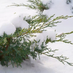 Montana Moss® Juniper -Florist Shop juniperus montana moss 4