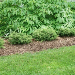 Tortuga® Juniper -Florist Shop juniperus tortuga 3