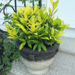 Sicilian Sunshine® Bay Laurel -Florist Shop laurus sicilian sunshine 3