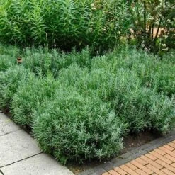 'Hidcote' Lavender 12 'Hidcote' Lavender -Florist Shop lavender hidcote 6 sw