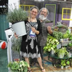 Phenomenal® Lavender -Florist Shop lavender phenomenal 3