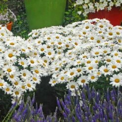 Mother's Day Collection -Florist Shop leucanthemum daisy may shasta daisy 2