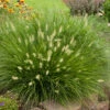 'Little Bunny' Fountain Grass