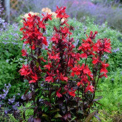 'Vulcan Red' Cardinal Flower