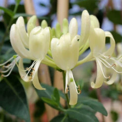 'Scentsation' Honeysuckle Vine -Florist Shop lonicera scentsation honeysuckle 4