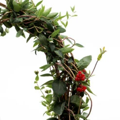 'Scentsation' Honeysuckle Vine -Florist Shop lonicera scentsation honeysuckle 5