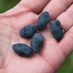 Yezberry Honey Bunch® Japanese Haskap -Florist Shop lonicera yezberry honey bunch 3 P