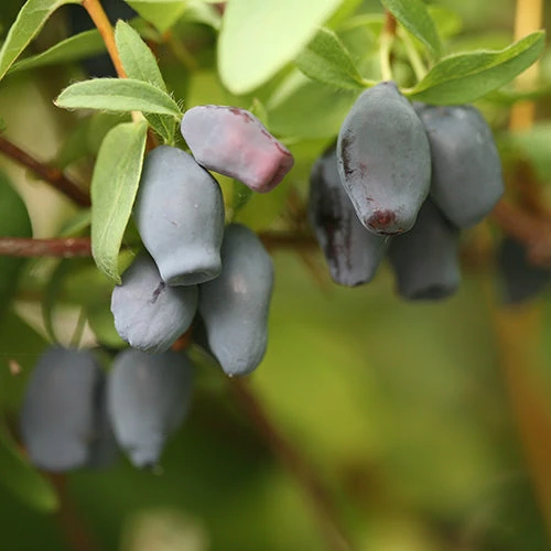 Yezberry® Maxie™ Japanese Haskap 1 Yezberry® Maxie™ Japanese Haskap