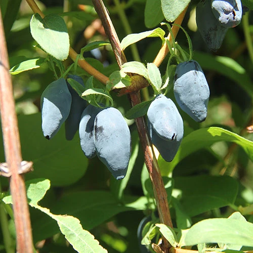 Yezberry® Maxie™ Japanese Haskap 3 Yezberry® Maxie™ Japanese Haskap - Image 3