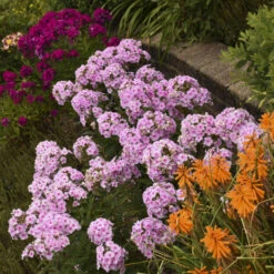Luminary™ 'Opalescence' Phlox -Florist Shop luminary opalescence phlox 3