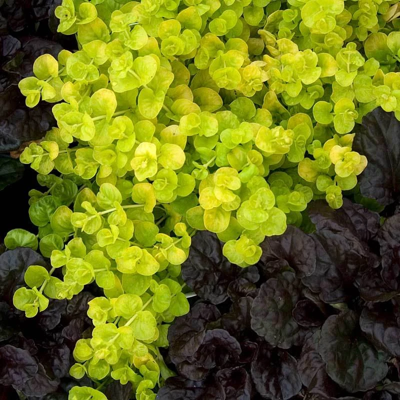 Yellow Creeping Jenny 2 Yellow Creeping Jenny - Image 2