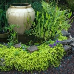 Yellow Creeping Jenny 10 Yellow Creeping Jenny -Florist Shop lysimachia aurea creeping jenny 3