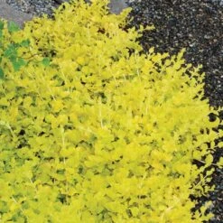Yellow Creeping Jenny 12 Yellow Creeping Jenny -Florist Shop lysimachia aurea creeping jenny 5