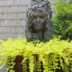 Yellow Creeping Jenny 15 Yellow Creeping Jenny -Florist Shop lysimachia aurea creeping jenny 8