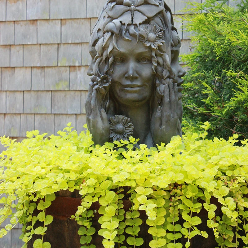 Yellow Creeping Jenny 8 Yellow Creeping Jenny - Image 8